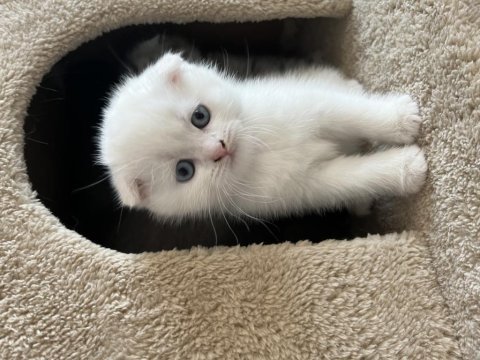 İki aylık scottish fold bebişler sahiplendirilecektir