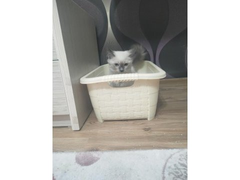 Safkan ragdoll 4 aylık dişi