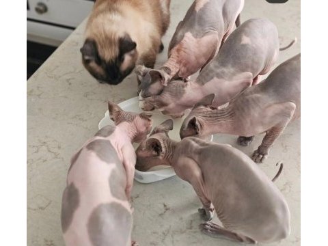 Safkan sphynx dişi ve erkek efsane kediler son 5 adet