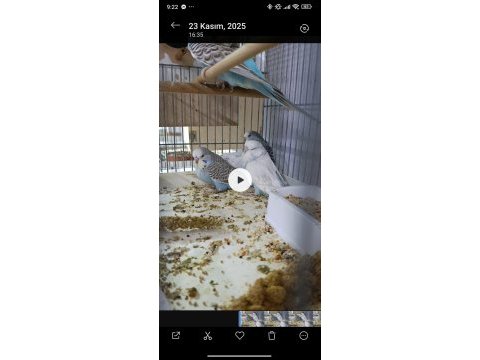 Rezerveye açık jumbo muhabbet kuşu yavrular