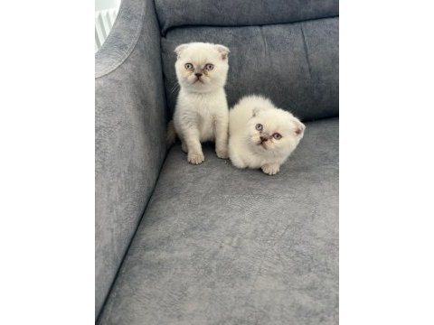 Ayı suratlı scottish fold yavrularim