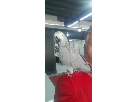 Full evcil jako 100 kelimeye yakın konuşması var
