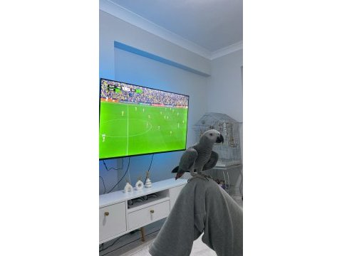 Konuşan jako papağanı
