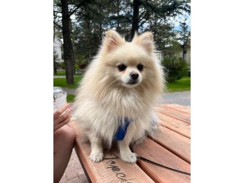 Pomeranian oğlumuz latte