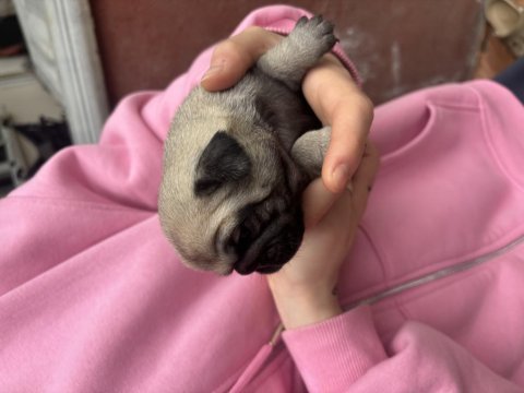Safkan orjinal pug