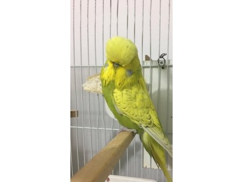 40 günlük show erkek yavru muhabbet kuşu