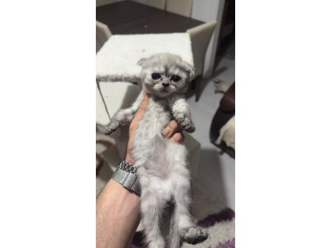 Dört adet scottish fold erkek dişi
