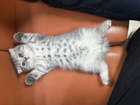 Ücretsiz sahiplendirme scottish fold