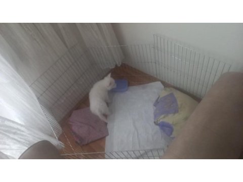 Pomeranian spitz