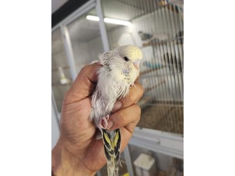 Show jumbo muhabbet kuşları