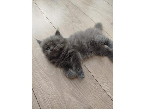 British longhair yavrular