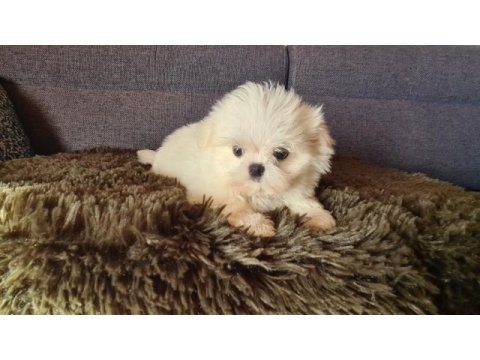 2.5 aylık orijinal kore maltese