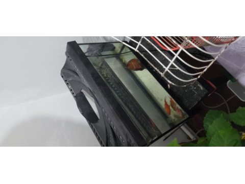 3 tane büyük japon balığı akvaryum