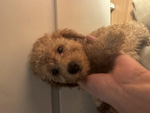 2 aylık toy poodle yavruları