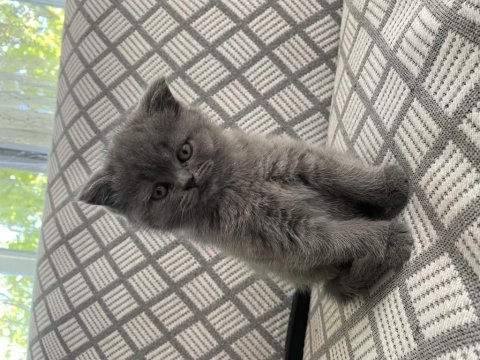 British shorthair kedimiz