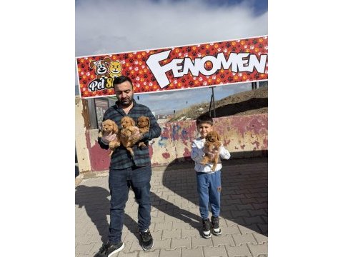 Toy poodle yavrular her ile gönderilir