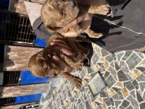 Red brown toy poodle yavrularımız