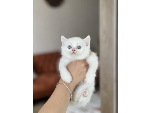Lekesiz beyaz mavi göz brtish shorthair yavrum