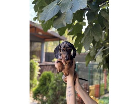 Dünyalar tatlısı merle dachshund sosis bebeğimiz