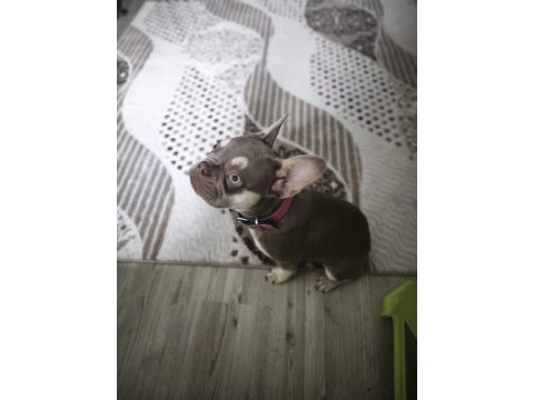 Oyuncu yavru french bulldog