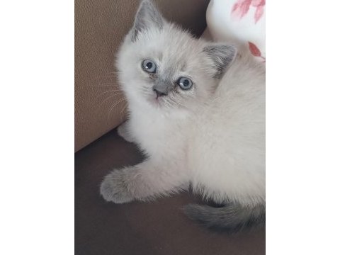 Bayram şekerleri kedilerim