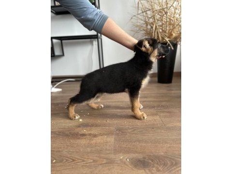 Showline müthiş anatomi pigment alman çoban köpekleri