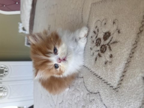 Exotic longhair dişi yavrular