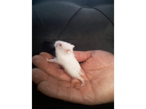 Hamster gonzales ve sryıa yavru ve yetişkin