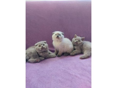 Scottish fold yavrularımız