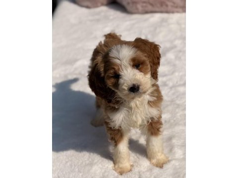 Mini labradoodle yavrular