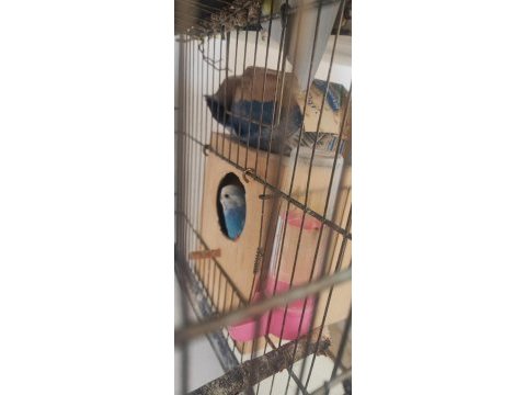 3 yumurtalı genç kurulu hazır çift muhabbet kuşu
