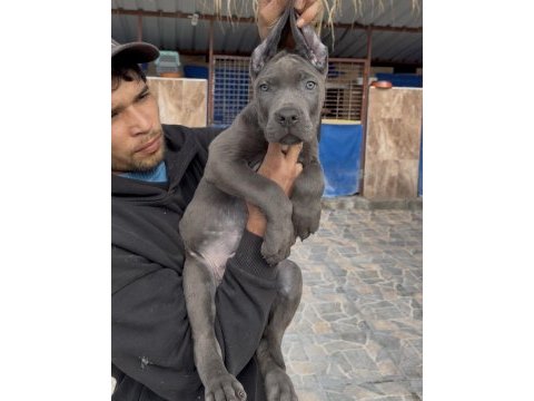 Cane corsa dev yavrular alan koruma 