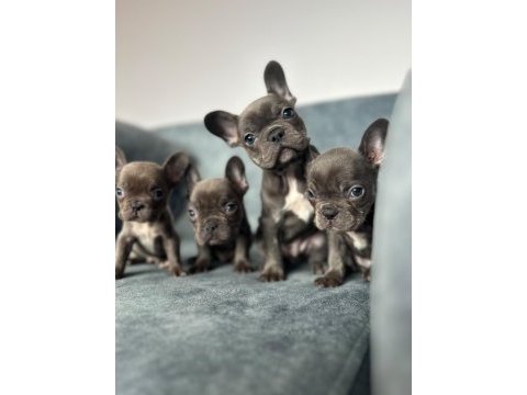 Kaliteli blue french bulldog bebekler