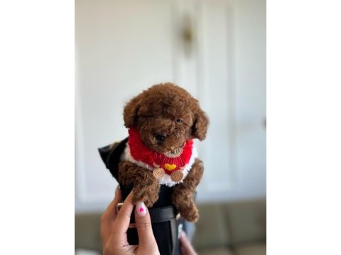 Tatlı poodle kızım hera