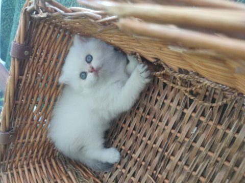 British shorthair yavruları