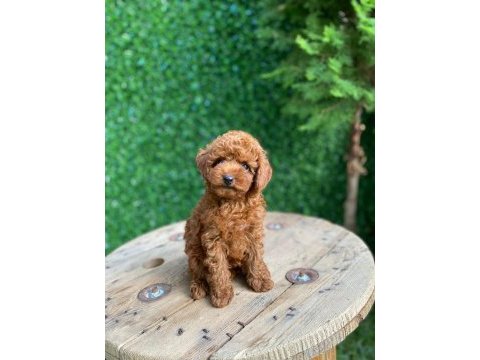 Toy poodle mini boy dişi yavrumuz