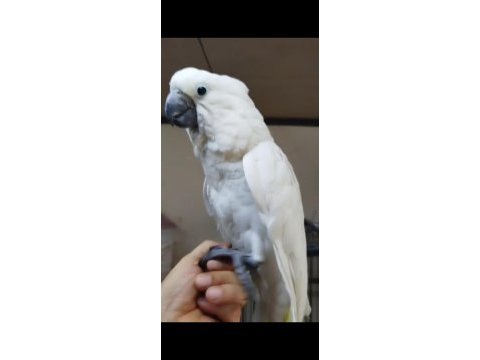 4 aylık yakışıklı kakadu