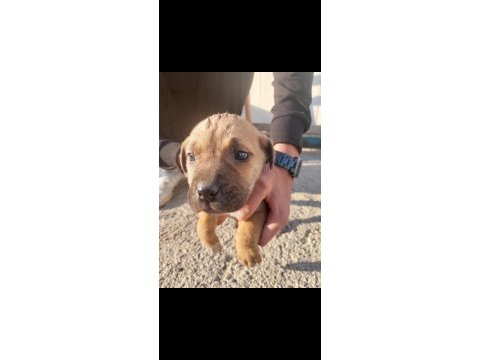 Anne cane corso baba labrador ücretsiz sahiplendirme