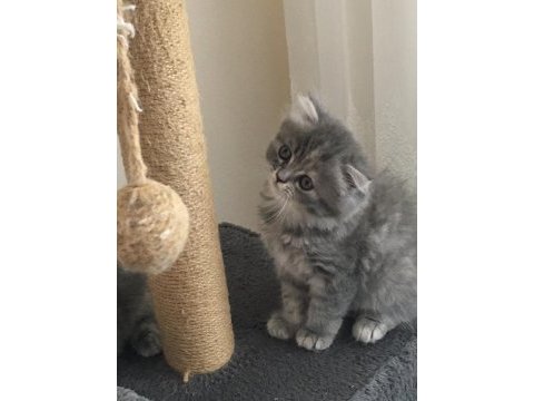Chinchilla bebeklerimiz yeni yuvasını arıyor