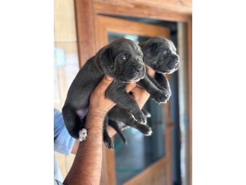 Blue dev gibi mavi gözlü cane corso yavrularım