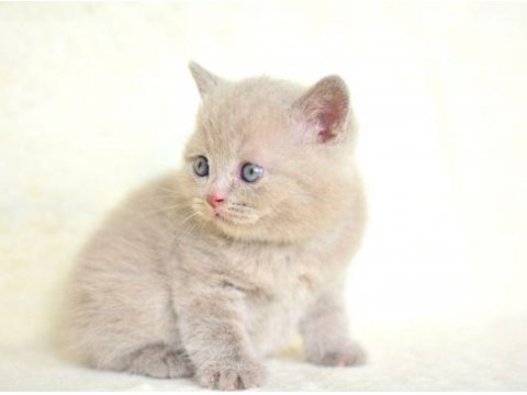 1 inci kalite lilac british shorthair