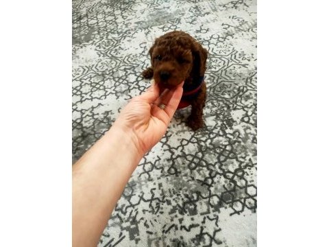 Toy poodle yavrular