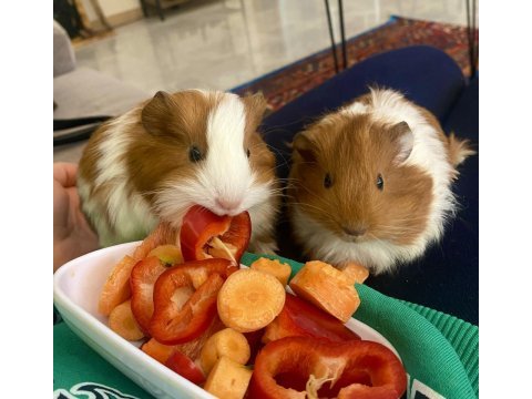 Karamel & latte guinea pig