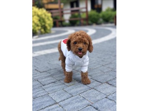 Kilo garantili toy poodle yavrularımız