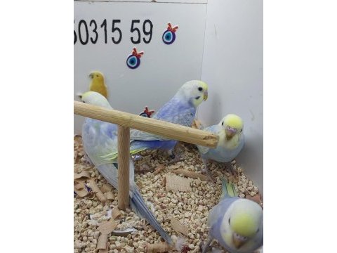 Yavru muhabbet kuşlar