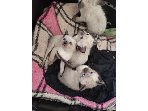 Dişi ve erkek siyam kedisi yavru
