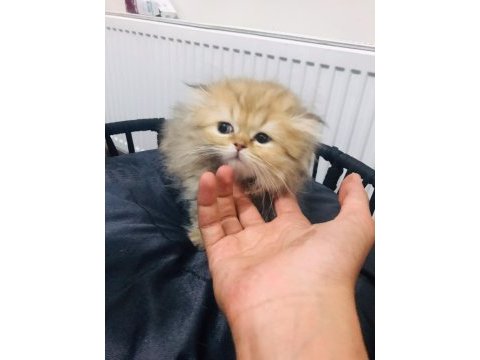 British longhair 2 aylık erkek