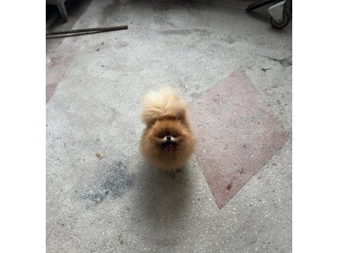 Pomeranian boo teddy bear dişi