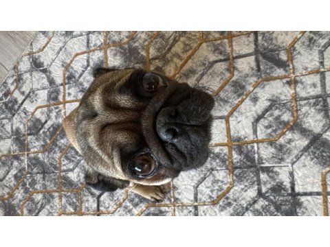 10 aylık erkek pug