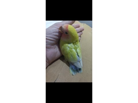 Full evcil nadir renk lila kuyruklu sevda papağanı yavrusu